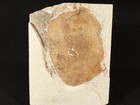 Huge  50 Million Year Old Leaf Fossil In Big Matrix Wyoming 1651gr