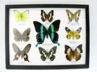 9 Beautiful Butterflies In Xl Showcase  Framed  Real  Taxidermy - A-09-blumei-02