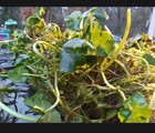  10 Brazilian Pennywort - Hydrocotyle Live Pond Aquarium Plants Buy 2 Get 1 Free