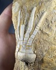 2    Phanocrinus Bellulus Crinoid Fossil Alabama Sea Lily