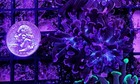 Wysiwyg 2 Head Purple Branching Hammer Coral Live Frag - Free Ship