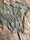 All Natural Silurian Crinoid   Double Scyphocrinites  Erfoud  Morocco  2