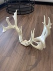 Whitetail Deer Reproduction Antlers