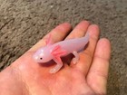Yowie Axolotl Salamander Mini Figure