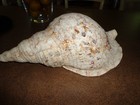 Sea Shell Authentic Pacific Triton 15  Nature s Beauty