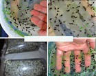  50   Live Treefrog Tadpoles - Pond Tads - Feeders