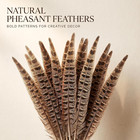 10 Pcs Long Pheasant Tail Feathers Natural Pheasant Feathers Floral Arrangement