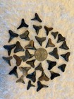 Colorfol Lot Of 30 Intact Fossilized Shark Teeth From Southwest Florida