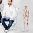 34 Inch Freestanding Human Skeleton Model - Detailed Anatomy For Education