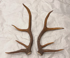 Real Set Elk Antlers Crafts Antler Decor Taxidermy Home Cabin  Man Cave Wall Art