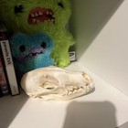 Gbcjvbr Taxidermy Real Animals 2 Inches X 2 X 1 Inch  White