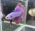 Betta Live Fish - Halfmoon Purple - Male  P03
