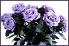 Blue Rose    applause      - 5 Semi green Stem Cuttings- Rare And Limited