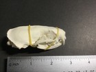 Real Mink Skull Taxidermy Animal Specimen Perfect Teeth 