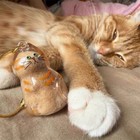 Cat Hair Storage Box Pendant  Cat Hair Storage Capsule Keychain Commemorative