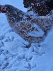 12   Swedish Flower Hens Chicken Hatching Eggs