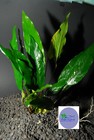 Anubias Minima -freshwater Aquatic Live Plants 