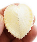 3 Beautiful Large White Heart Cockle Shells  2   Beach Wedding Crafts Decor