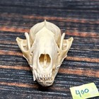 Real Xl Unique Raccoon Skull Unique Christmas Gift Craft Animal Mount Art Nature