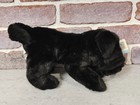 Animal Alley Toys R Us Exclusive Pug Carlin Dog Plush Black 12  New With Tags