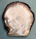 Large 7  Black Lipped Pearl Oyster Half Sea Shell Mother Of Pearl Multicolor Mop