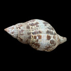 Large Florida Banded Tulip Trumpet Natural Seashell Rare Real Beach 6-7  In