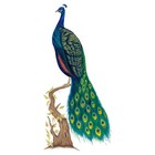 Tatouage Peacock Dry Rub Transfer