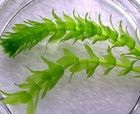 Elodea   Anacharis Live Aquarium Plant     Easy Oxygenating Freshwater Stem Plant