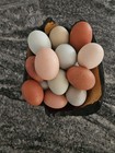 6  Barnyard Mix Fresh Hatching Eggs From Free Range Chickens