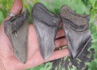 Megalodon Sharks Teeth 3 No Restorations Fossil Sharks Teeth Tooth