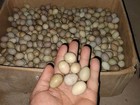 35  Button Quail Hatching Eggs Multiple Colors -shipped In Foam
