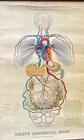 Original Rare American 1885 Anatomical Yaggy   s  Study Chart Human Circulation
