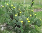 Spineless Prickly Pear Cactus Plant - Hardy  Nopales Cacanapa - 2 Or Many Pads 