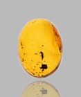 Staphylinidae  rove Beetle  - Fossil Insect Inclusion In Burmese Amber