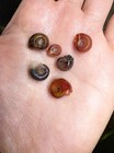 15 Mixed Small Ramshorn Snails Live Freshwater Aquarium