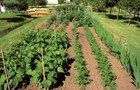 47 000 Heirloom Garden survival Seeds 101 Non - Gmo Varieties    30 Herb Pack