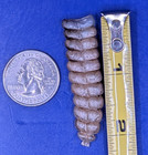 Very Nice Genuine Western Diamondback Rattlesnake Rattle 7223