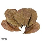 10pcs Catappa Indian Almond Leaves Ketapang Leaf Shrimp Hotn New Betta Care Y1v2