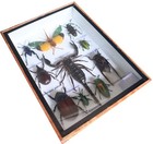 Real Scorpion With Pyrops And Mix Of  Insect Taxidermy In Wooden Box Display