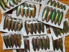 Bulk Wholesale  Metallic Green Real Jewel Beetle  chrysochroa Aurora 