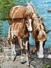 Vtg Fabric Horse Mother foal Tapestry Wall Hanging Made In Turkey 55    X 37   