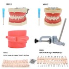 Dental Typodont Teeth Model For Kilgore Nissin 200 500 Type With Removable Teeth
