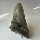 Megalodon Shark Tooth 5 29 Inch - Huge - Colorful Fossil - Real Teeth 20378