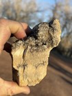       rr        Rough Petrified Wood W dark Smoky Quartz Crystals  Arizona 1 25 Lb