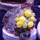 Wwc Og Bounce Mushroom - Wysiwyg Live Coral
