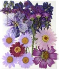 Purple Dried Pressed Flowers Real Natural Petals Bulk For Scrapbooking Art Cr   