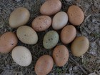 12  Speckled Chicken Hatching Eggs