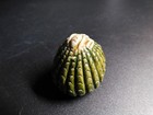 Hirado Ware  Beehive-shaped  Trick Netsuke  Sagemono  Inro  Rare