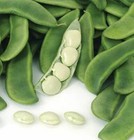 Bean Fordhook Lima Bean Seeds   cool Beans N Sprouts   Brand  Home Gardening