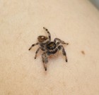 Live Orange Jumping Spider Slings   I5-i6 Regal Jumping Spiders 